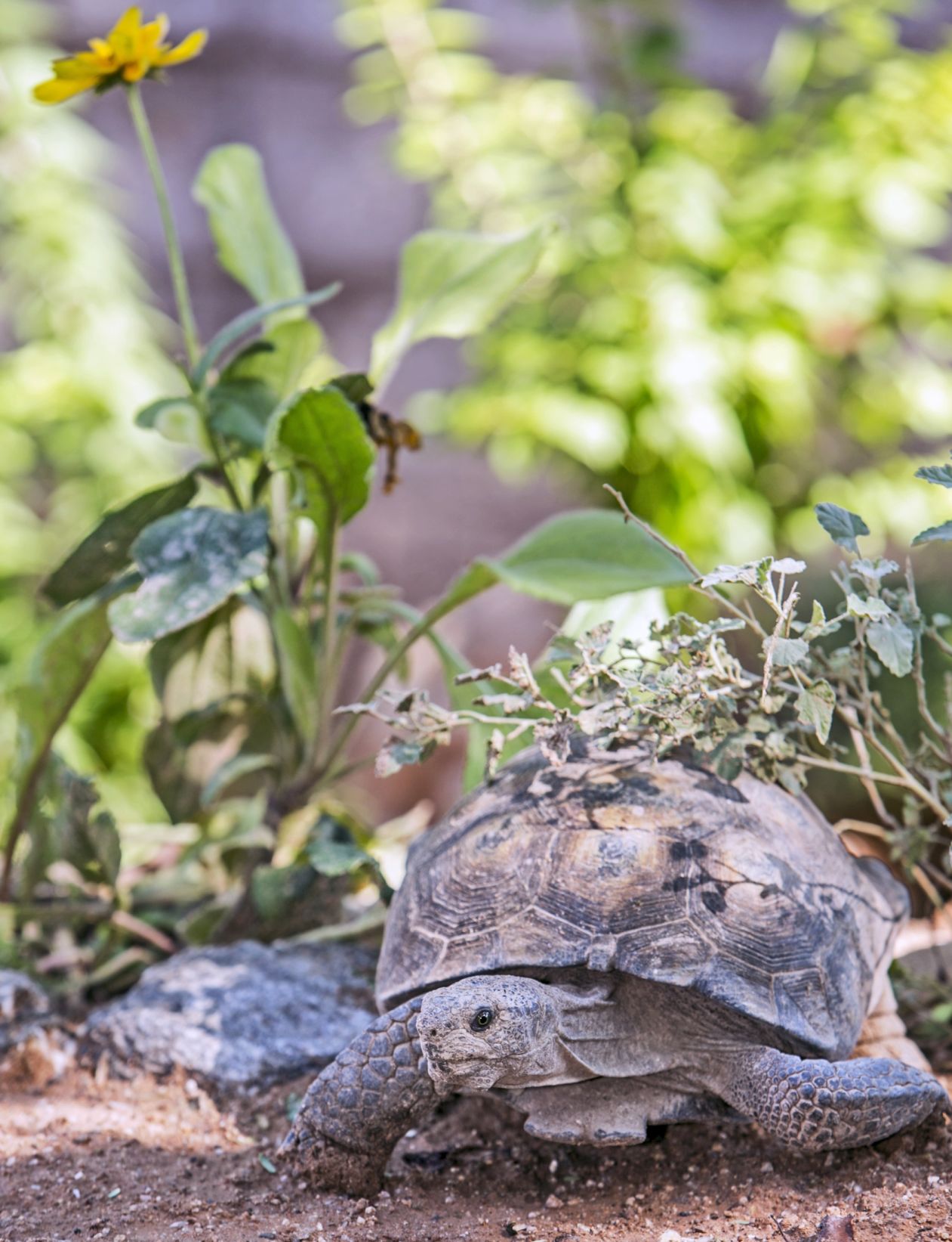 Desert tortoises